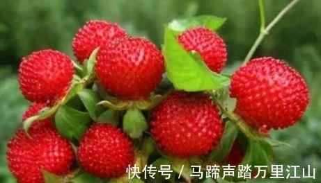 蛇莓|农村一种野果,很多人不敢吃,却不知价值如此珍贵
