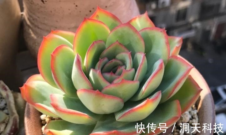 平常翠翠红红,出状态之后妖妖艳艳,这种多肉名字还好听,叫晨露