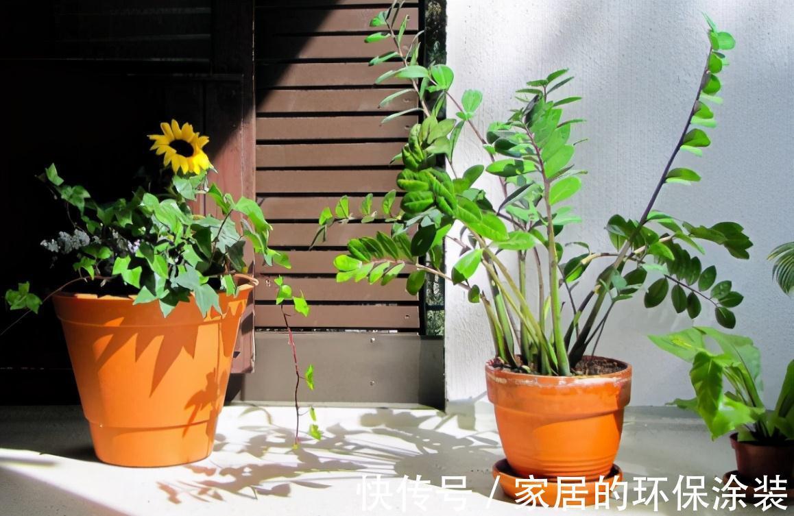 不起眼的紫药水,原来掌握住用法,养花有这么多好处