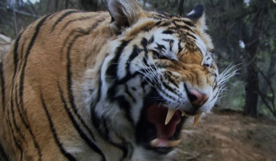 打死|民国真正的“打虎”将军,挥拳猛打将老虎打死,他的身手更胜武松