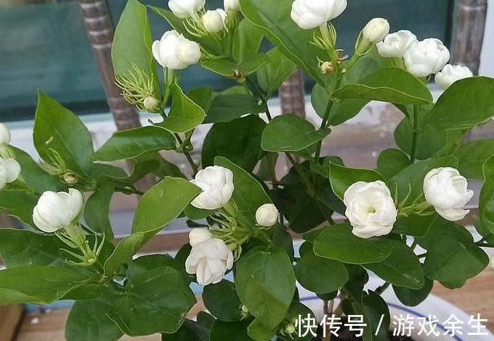 养花界的流行的口诀技巧，你能记住多少