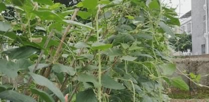 爽口|想吃酸豆角教你客家传统做法,酸脆爽口好吃,一次6斤吃1年不坏