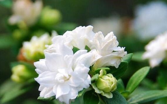 喜欢盆景就养它,1个枝能扦插,6月开花多又美,美过金枝玉叶