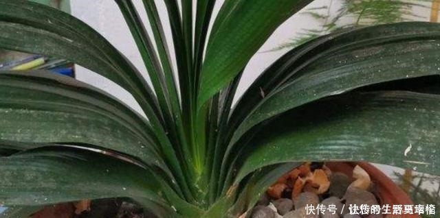 花友们|这4类花不能喷水,喷了就烂,快停手!这4类花不能喷水,喷了就烂,快停手!