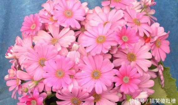花期|最适合养的“4种花”,生长快,开花多,五彩缤纷,漂亮无比!