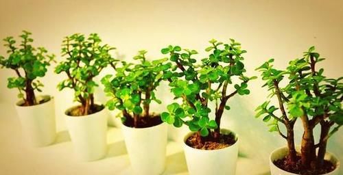 金枝玉叶能往叶片上浇水吗?