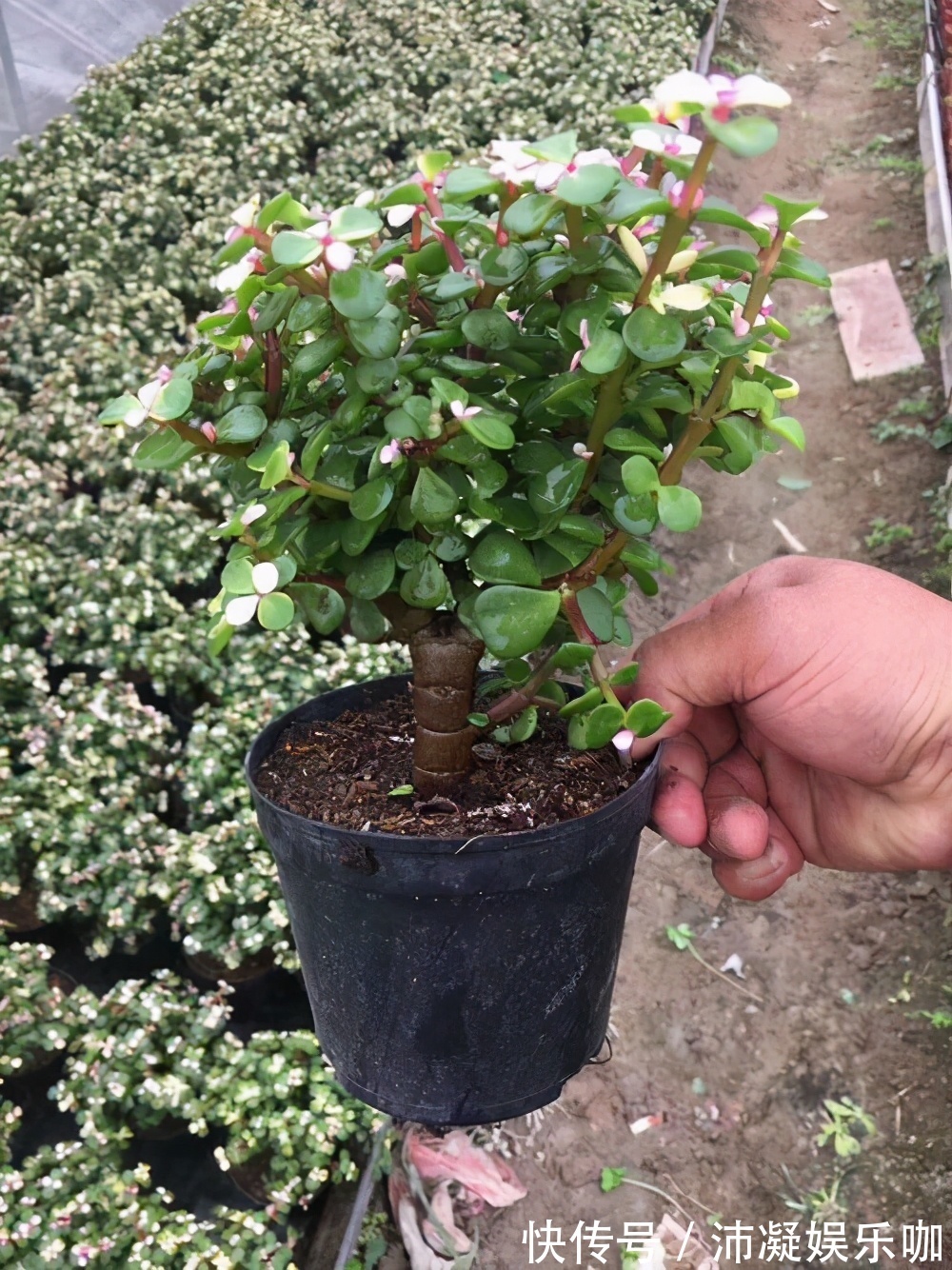 金枝玉叶总是养不活,那是你方法不对,这6种方法一定要学会