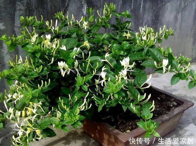 螨虫、细菌最“厌恶”的3种花，赶紧养1盆，烦恼“消除”身体棒