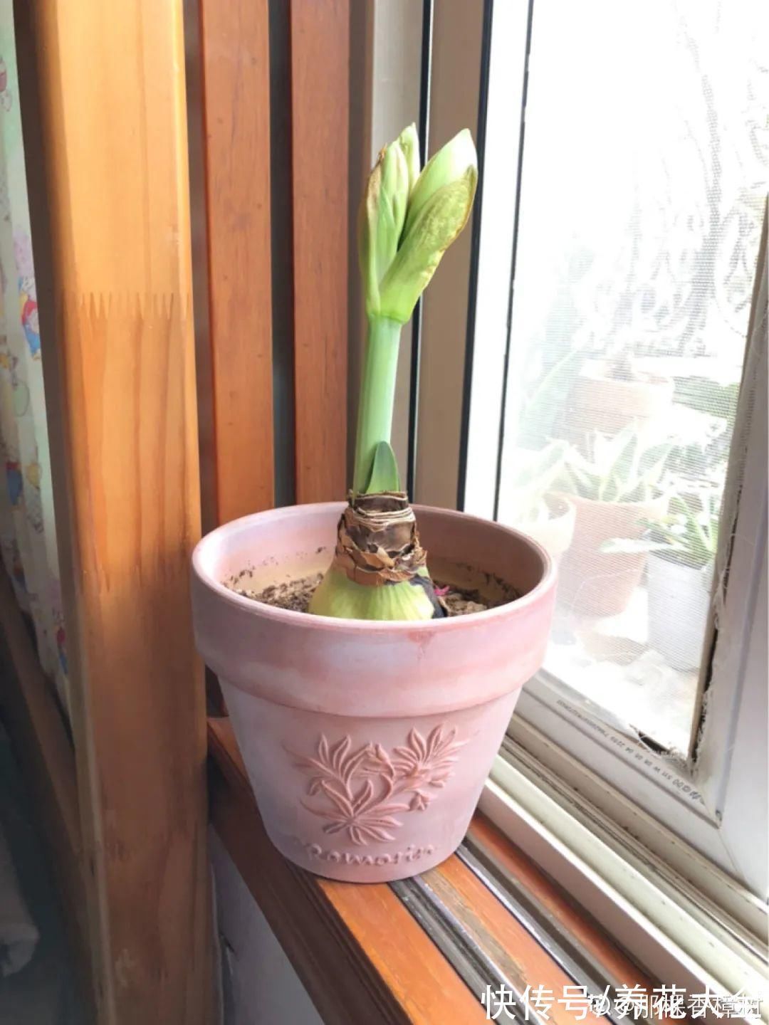 养花大棚倒闭,“贵货花”路边扔了一地,后悔没带个大麻袋