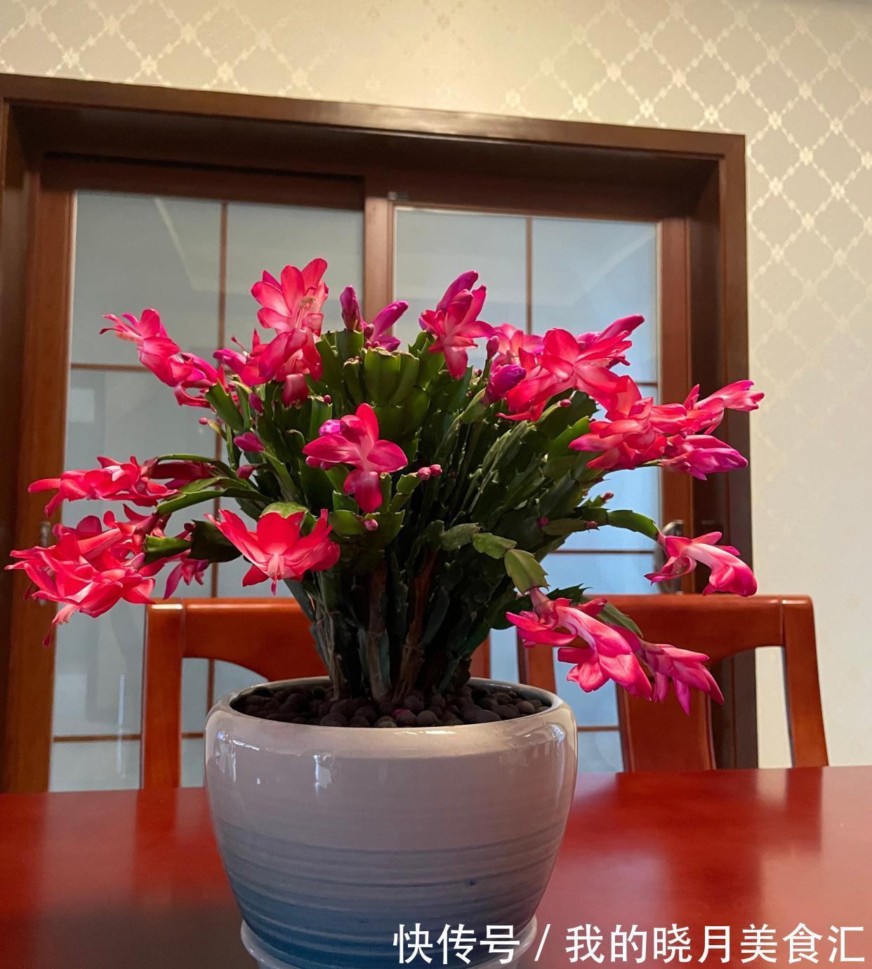 十种健康花,适合现在养,人养花花亦养人,越养空气越“干净”