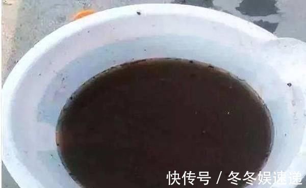 有机肥|盆土变硬如“石头”,不用换盆,浇这“2种水”,比新土还松软