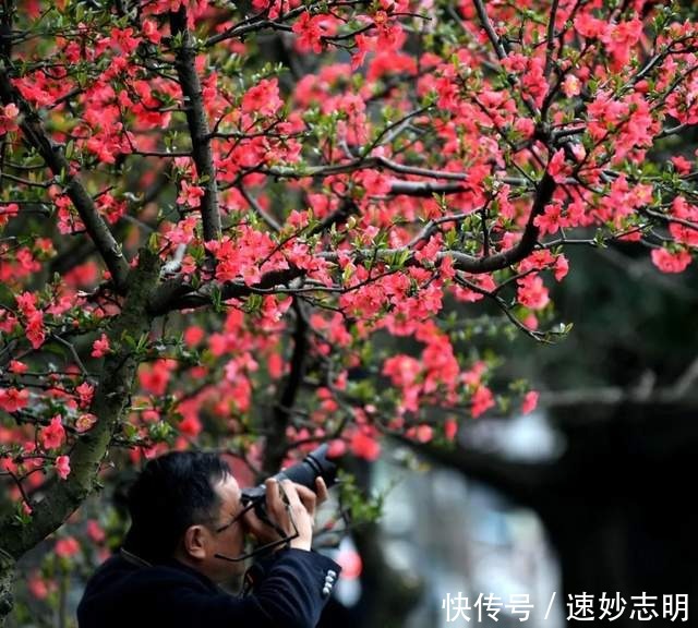 中年|满园春色关不住！绵竹的“花花世界”已美成这样