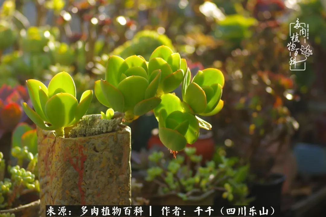 夏天日晒雨淋，秋老虎来势汹汹，你的多肉准备好逆袭了吗