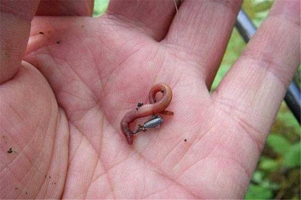 钓鱼|蚯蚓被钓鱼人称为万能饵，直接使用只是初级版，加强版你会用吗