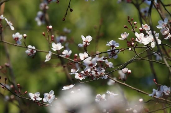 3月1日|花港红叶李唯美绽放