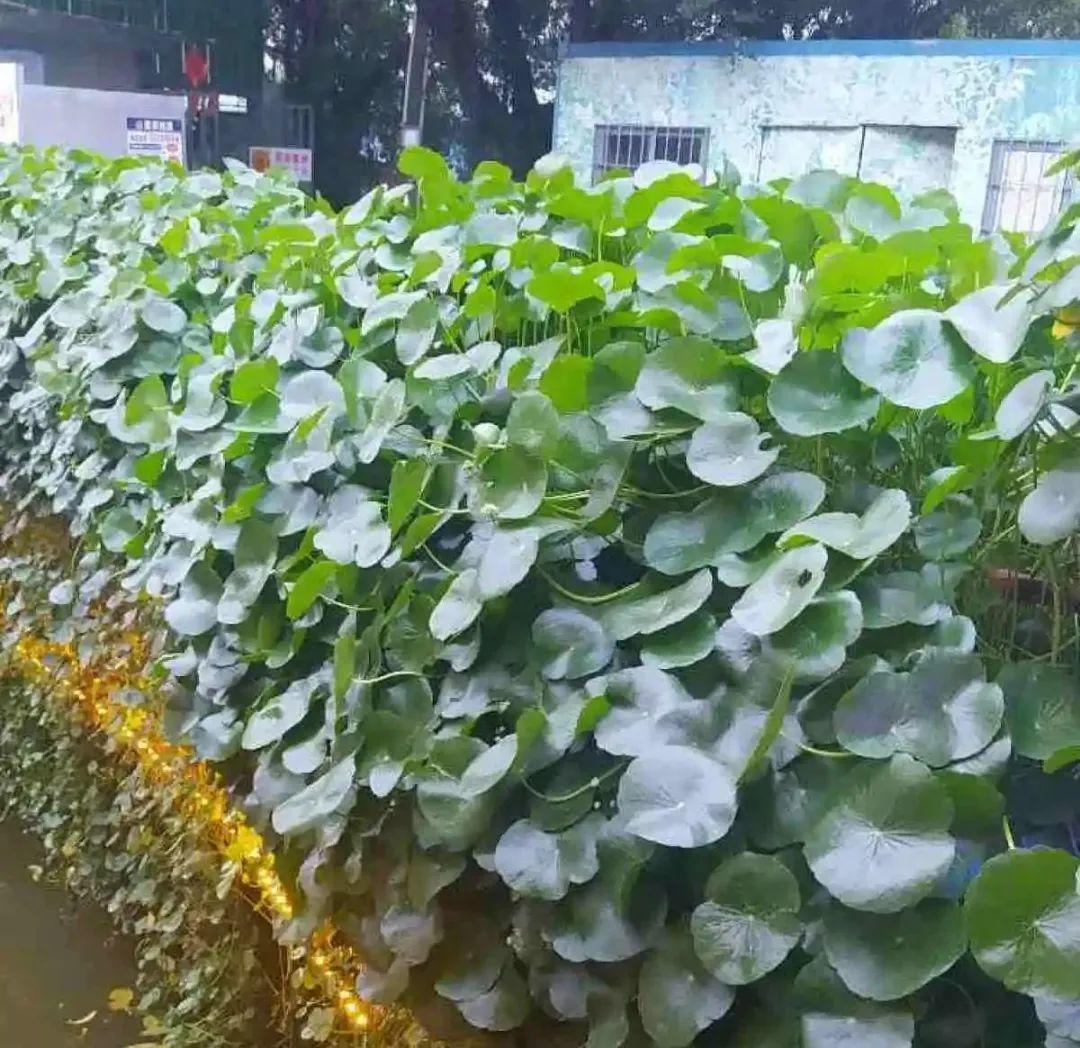 虐着养的花,剪成秃子,半月不浇水,呼呼开花