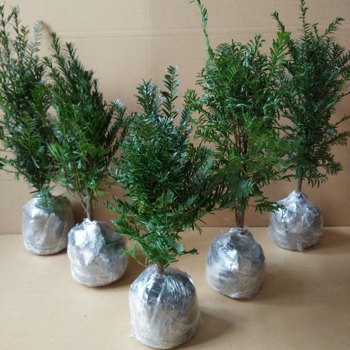 珍珠吊兰|提醒大家回老家瞅见这植物,必定多挖几株,养在卧室,健康无忧