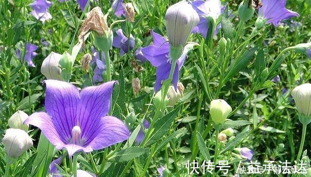 高价菜|农村一种野草，10年前被炒到上百元一斤，如今1元一斤成笑柄