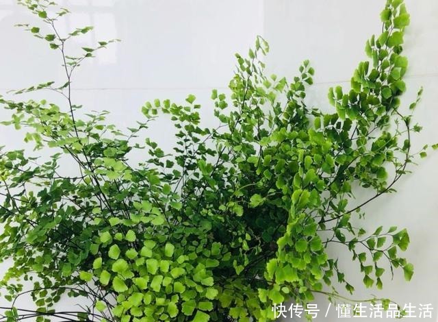 家里卫生间,就养6种花,吸潮气除异味,厕所变成“绿植园”!