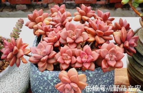 普货|6种普货多肉,皮实又好养,容易出状态,长成小老桩,适合新手!