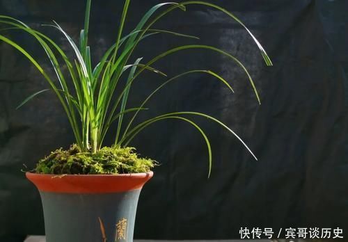 腐苗|兰花什么时候必须换盆?这3种情况,只有换盆才能成活