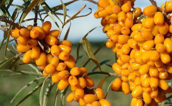 圆圆|8岁女孩身高突破140cm,儿科医生:3种食物助长高,可多吃