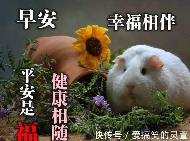 早安|早上好朋友,最棒早安问候祝福语动画表情动态图片,温馨早安问候语图片