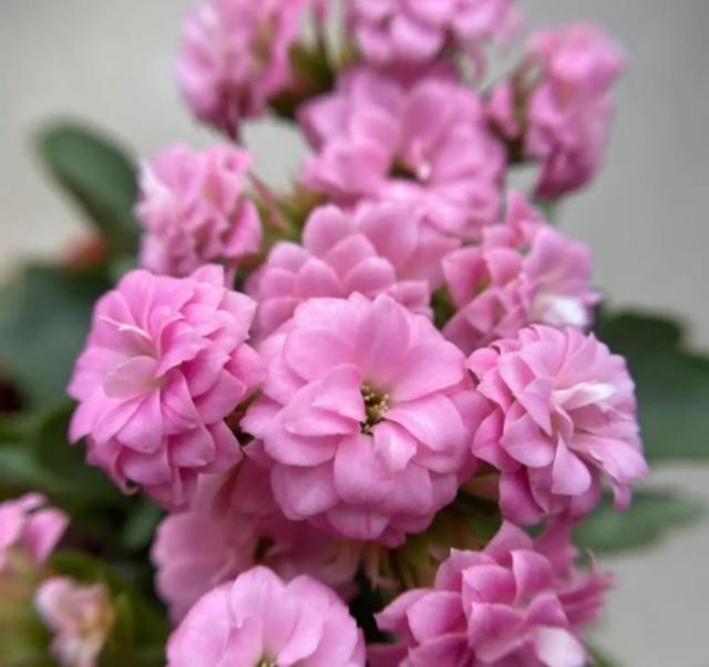 75个长寿花品种,一个比一个美,一起来认识一下吧!