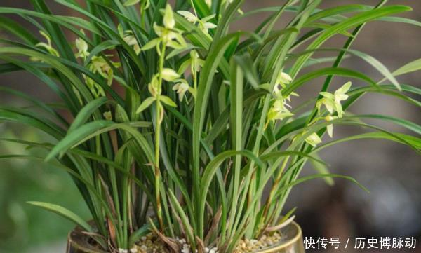  预警：家里养花，将这3样“废品”扔掉就是在扔钱