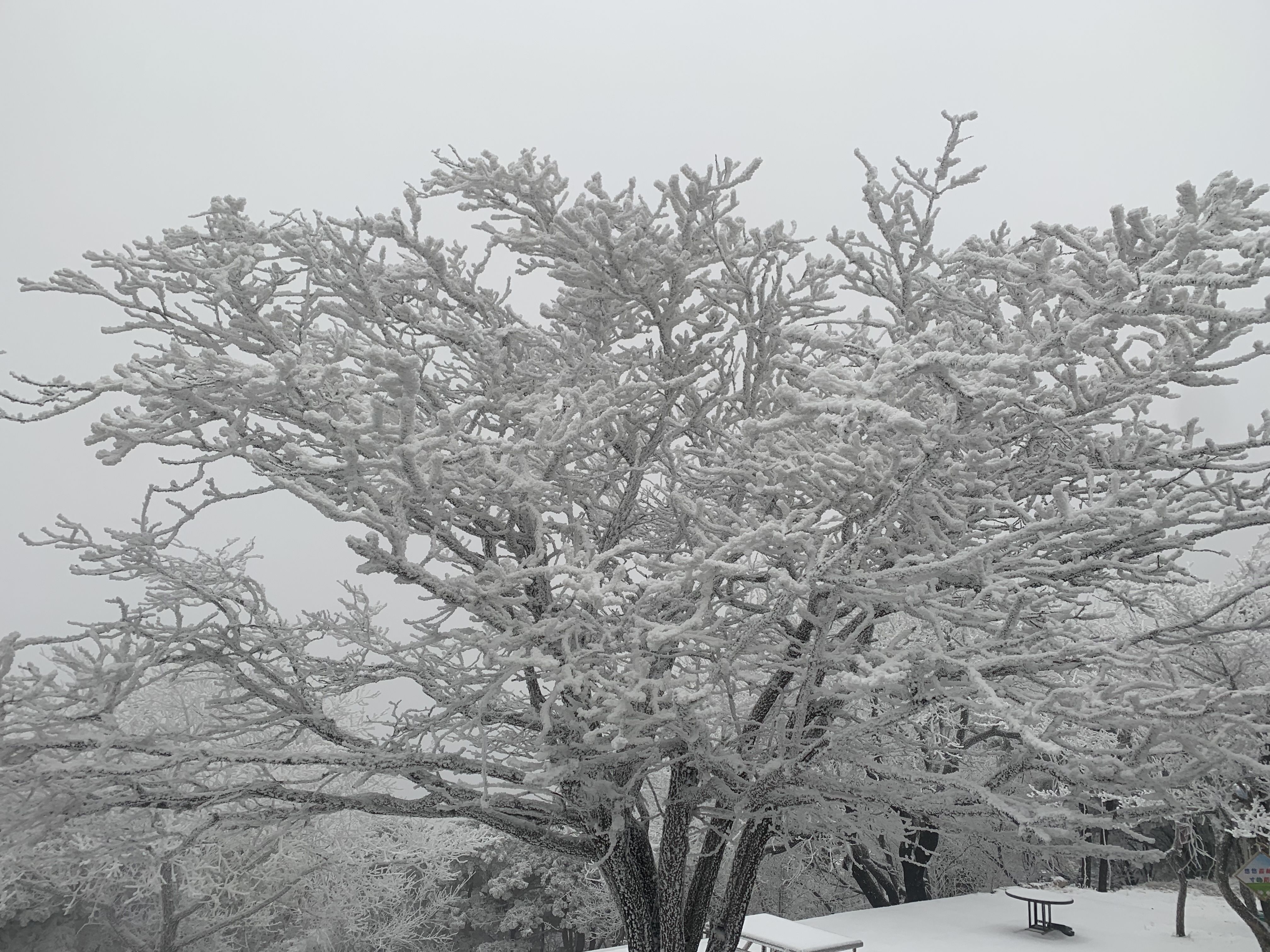 大河报·豫|大范围降雪落中原 中岳嵩山再度现雾凇奇观