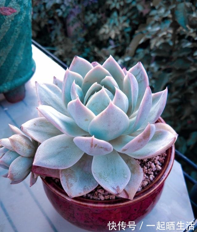 入秋后多肉如何变美，看看对比照来学习养护经验！