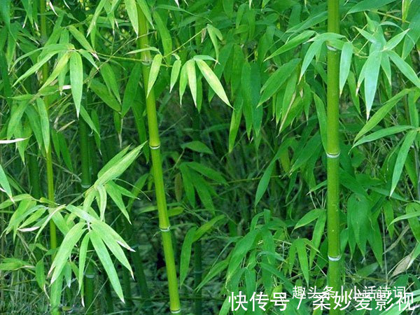 咏竹诗$李贺的一首咏竹诗,竹子的形象与诗人合二为一,读来让人感慨不已