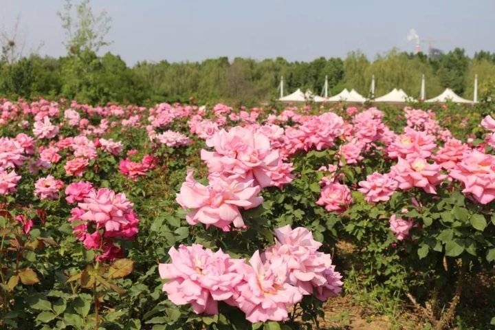 武俊|以花之名，遇见爱！泰山花海的“爱情花”进入盛放期啦