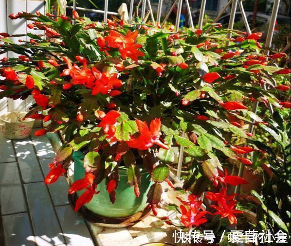 养花技巧:蟹爪兰一片叶子,蹿出10个花苞,给它喂啥好东西了