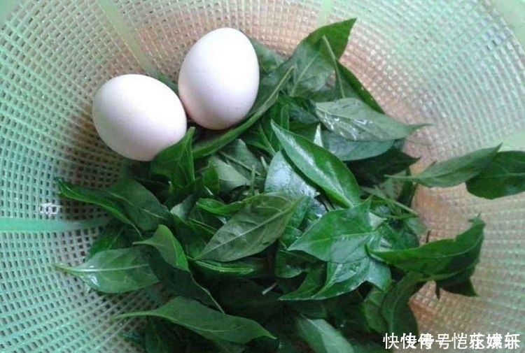 农村最常见的菜，叶子却少有人吃，殊不知含钙高，做腌菜味道绝佳