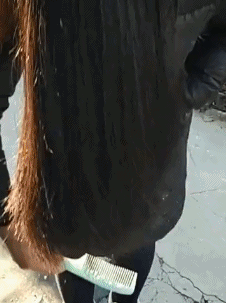 |搞笑的GIF:妹子今天要去见男友吗?要一起白头!