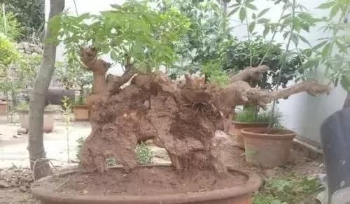 根部|马路边常见的“黄荆”,养花盆里变“盆景”,好看值钱