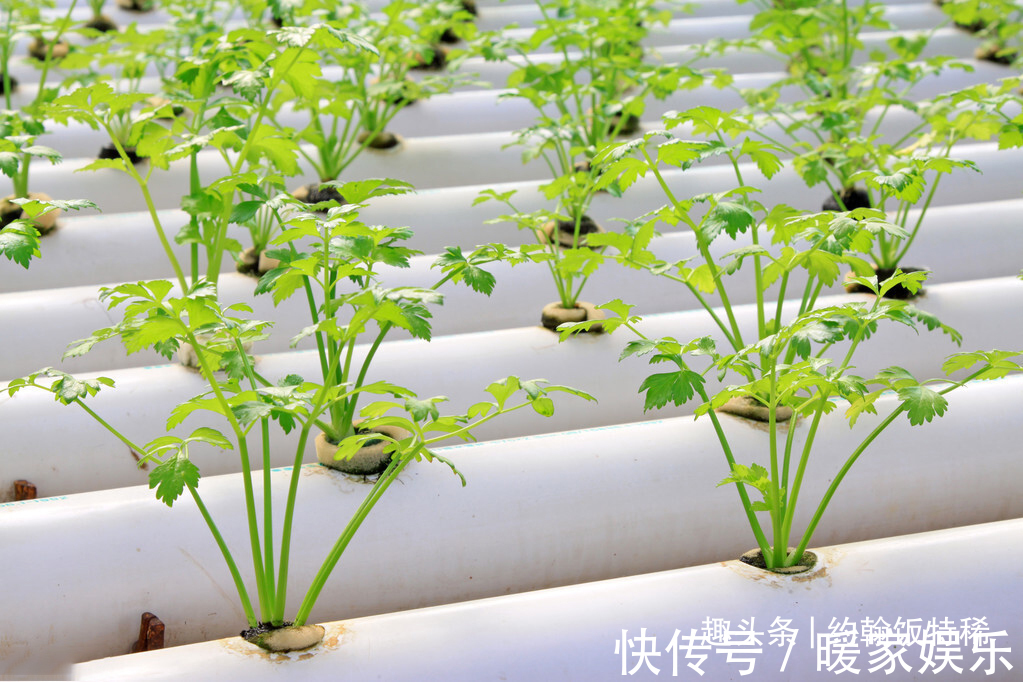 独头蒜|5种“土里长出的青霉素”,一周吃两回,杀菌又消炎,家人身体好