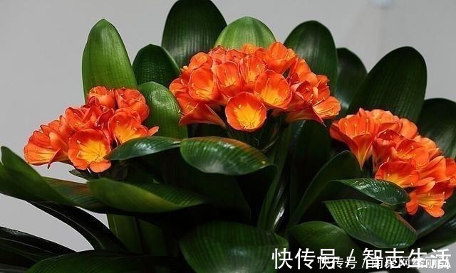 君子兰冬天该怎么浇水？错一点，君子兰黄叶烂根就开始了！