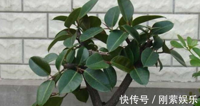 6种绿植大气上档次,适合客厅养护,好看好养又吉祥