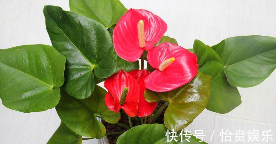 植株|养花浇水很关键,5种花的浇水方法,分享给你