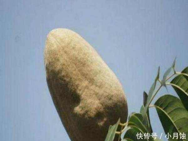 天果|许多人不知的纯天然胰岛素,开水里加两勺,血糖悄悄降下来