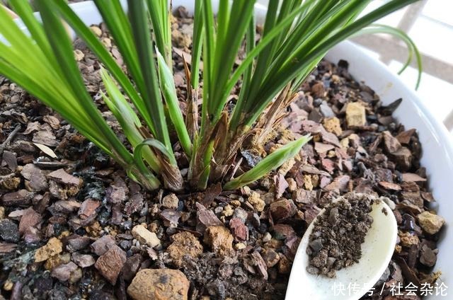 盆里撒点粉,兰花30天变了样,每年都开花