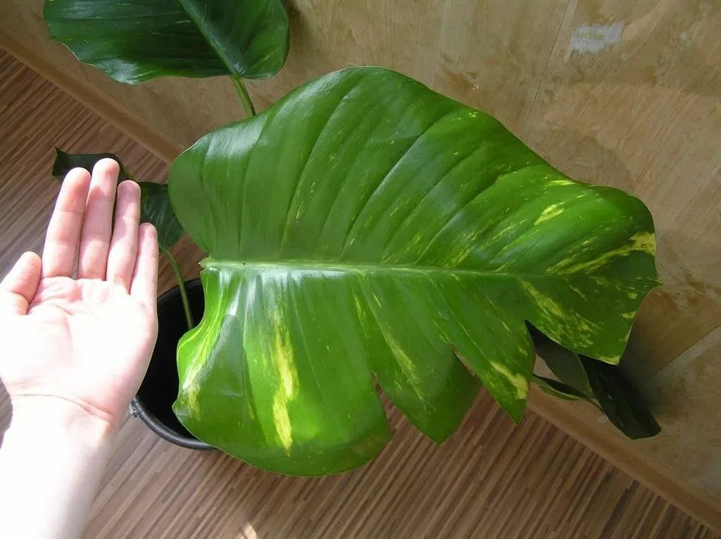 想让小叶绿萝变成大叶绿萝，茎长得更长，这7个养护技巧要掌握好