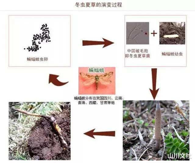 被称为“神药”的冬虫夏草,如何走下了神坛专家给出最好的解释