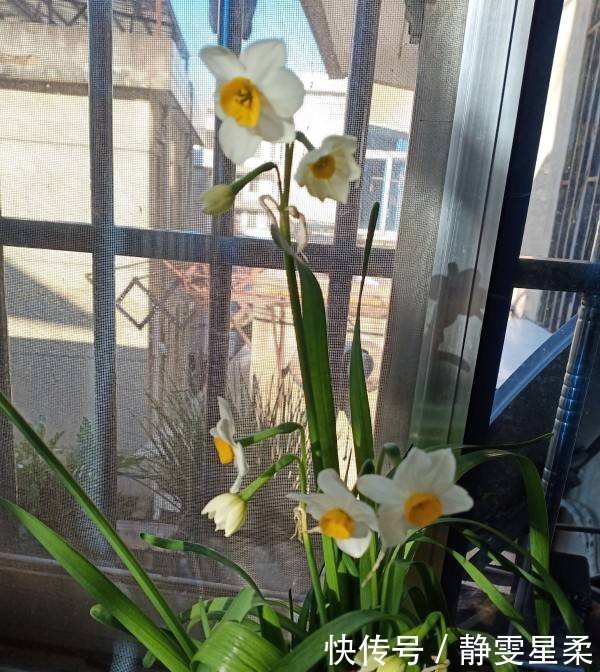 北阳台养花,选对植物,也能造个小花园