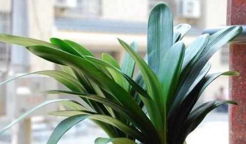 碰到君子兰夹箭不要慌,棉签擦一擦花心,花箭生长效果明显