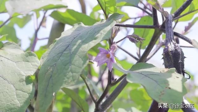 维生素p|蒜蓉茄子和鱼香茄子,你更爱哪一个?