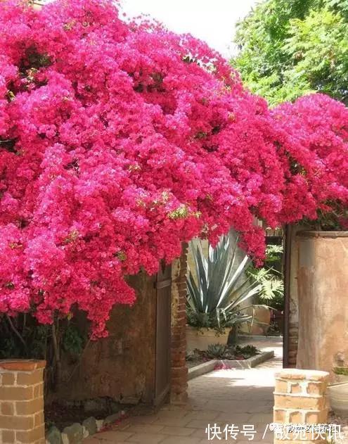 3种花太贵，别再买了，剪几个枝就能扦插几十盆！