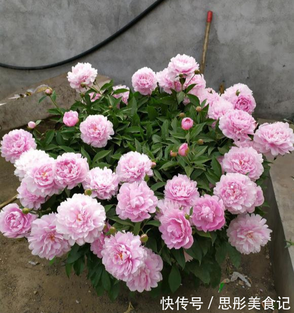 8种“富贵花”自带好运,花大优美,能养几十年,能值很多钱